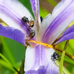 iris weevil thumbnail 2