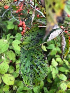 fleshy hawthorn thumbnail 2
