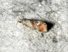 Cochylichroa temerana thumbnail 3