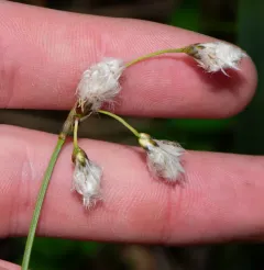 slender cottongrass thumbnail 3