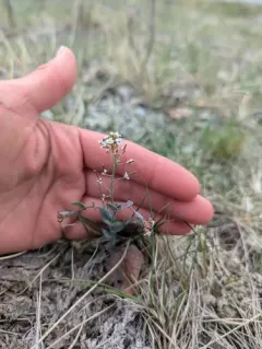 Saltwater Cress thumbnail 3