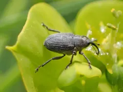 Cabbage seed Weevil thumbnail 3
