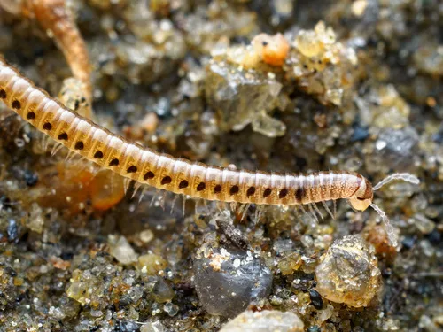 Beige Snake Millipede