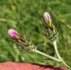 Italian thistle thumbnail 3