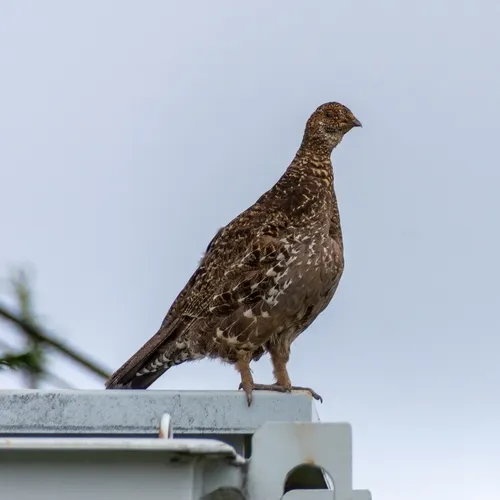 Sooty Grouse