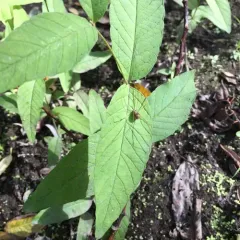 Leiobunum blackwalli thumbnail 4