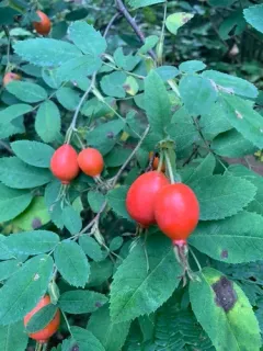 Sherard's Downy-rose thumbnail 3