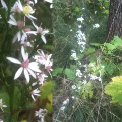 Arrow-leaved Aster thumbnail 1