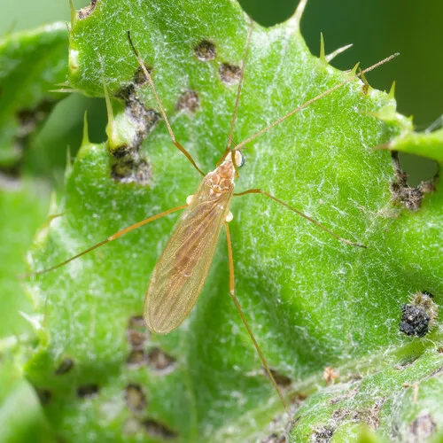Erioptera vespertina