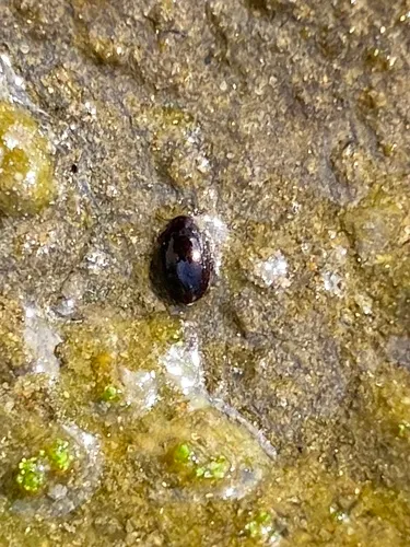 Hydrotrupes palpalis