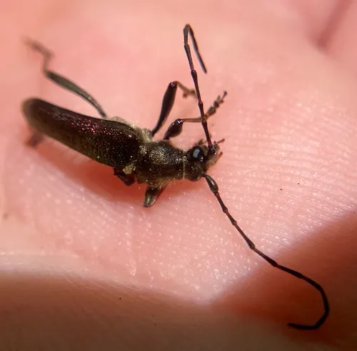Anthophylax viridis