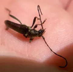 Anthophylax viridis thumbnail 1