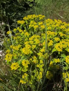 eggleaf spurge thumbnail 4
