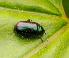 Grape Flea Beetle thumbnail 2