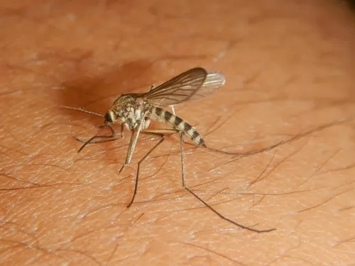 Fat-larvaed Mosquito