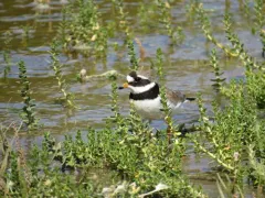 Common Ringed Plover thumbnail 2