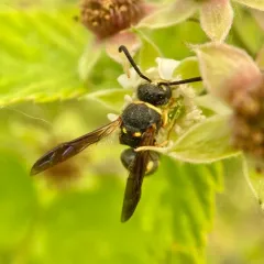 Euodynerus castigatus thumbnail 1