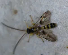 Colpotrochia trifasciata thumbnail 1