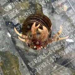 Western Atlantic Hairy Hermit Crab thumbnail 4