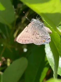 Gold-hunter's Hairstreak thumbnail 2