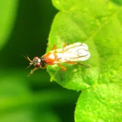 Loxocera cylindrica thumbnail 3