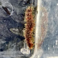 Fifteen-scaled Worm thumbnail 4