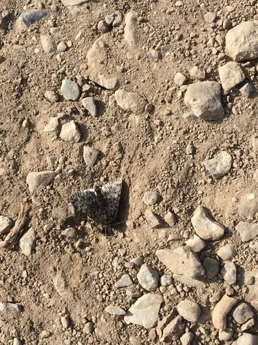 Sympistis zetterstedtii