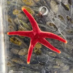 Northern Blood Star thumbnail 3