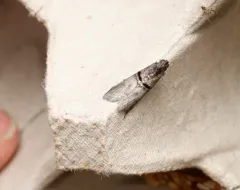 Black-banded Immyrla Moth thumbnail 4