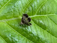Peacock Brenthia Moth thumbnail 3