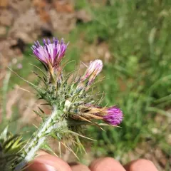 Italian thistle thumbnail 4