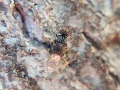Gowdeyana punctifera thumbnail 2