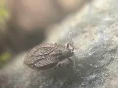moss lacebug thumbnail 3