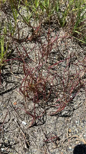 Sickle Grass