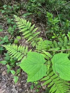 southern lady fern thumbnail 1