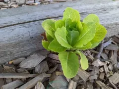lettuce thumbnail 4