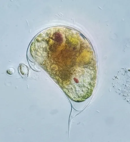 Cystodinium cornifax