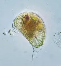 Cystodinium cornifax thumbnail 1