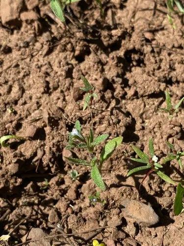 small phacelia