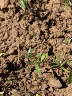 small phacelia thumbnail 1