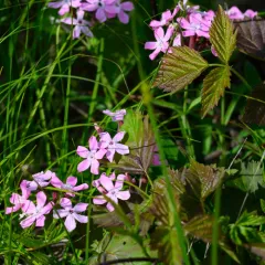 Wild Pink thumbnail 4
