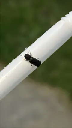 Lesser Grain Borer thumbnail 3