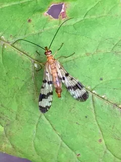 Helena's Scorpionfly thumbnail 2