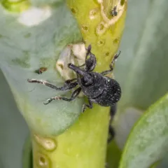Dalmatian toadflax stem weevil thumbnail 3