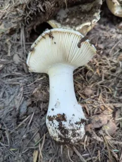 Hygrophorus subalpinus thumbnail 3