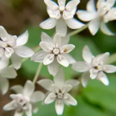 four-leaved milkweed thumbnail 4