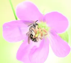 Cranesbill Miner thumbnail 3