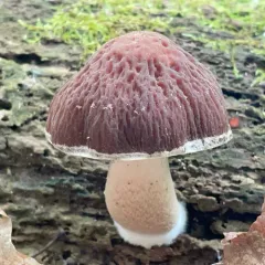 wrinkled psathyrella thumbnail 3