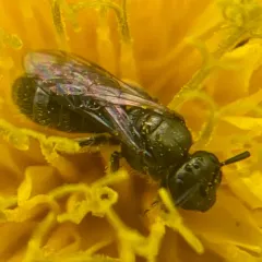 Anomalous Metallic Sweat Bee thumbnail 1