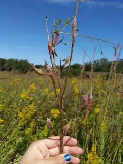 Mompha rufocristatella thumbnail 2